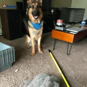 Large pile of dog hair removed from carpet using rubber broom