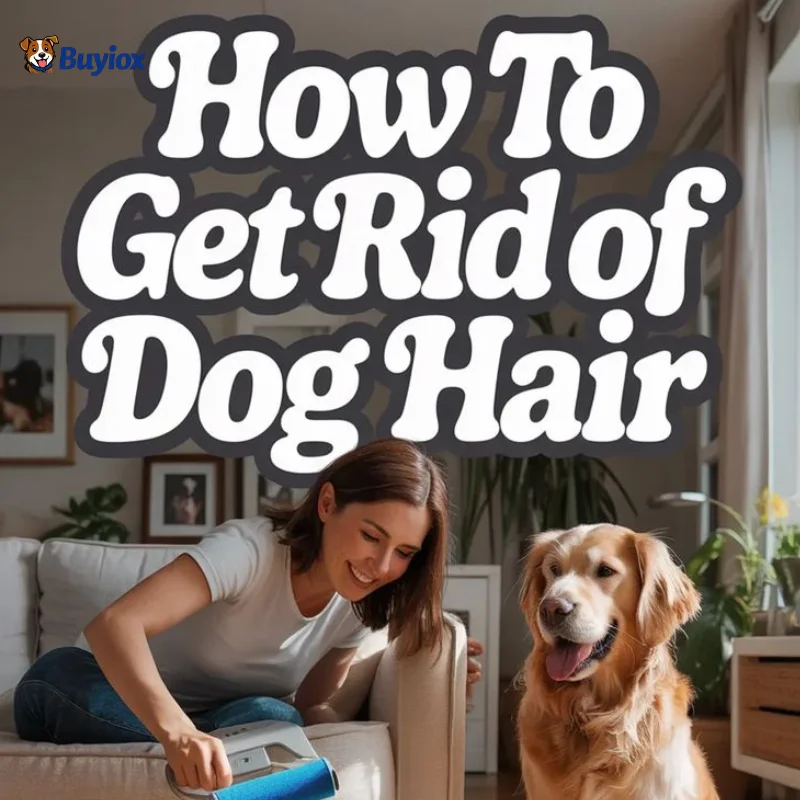Woman removing dog hair from carpet while dog sits nearby at home