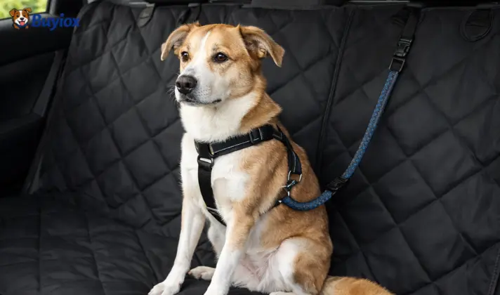 Dog sitting on a car seat cover with a seat belt tether attached.