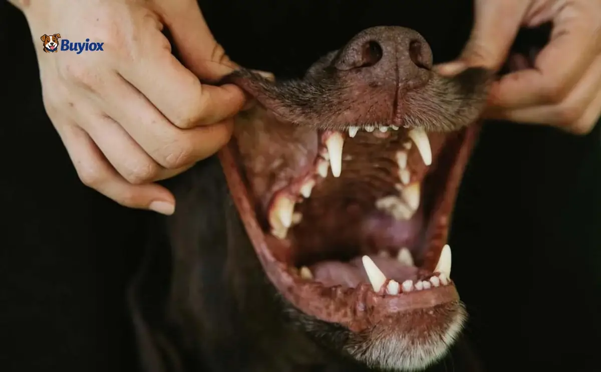 Dog with tongue out looking friendly next to a person smiling
