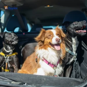 Best Pet Hair Remover for Car Seats (What Works Fast in Real Cars)