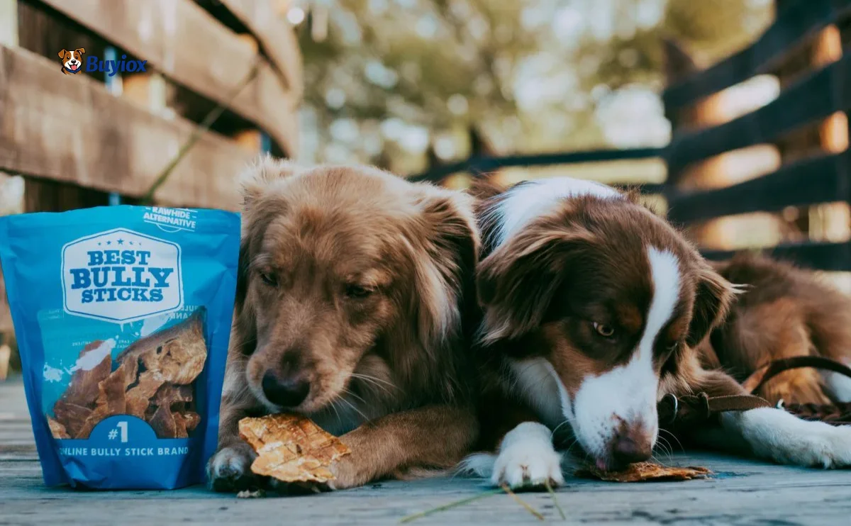 Dog looking at a strip of beef jerky on a table while the owner keeps it out of reach