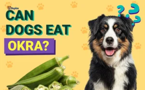 Small dog looking at sliced plain okra pieces on a plate with no seasoning