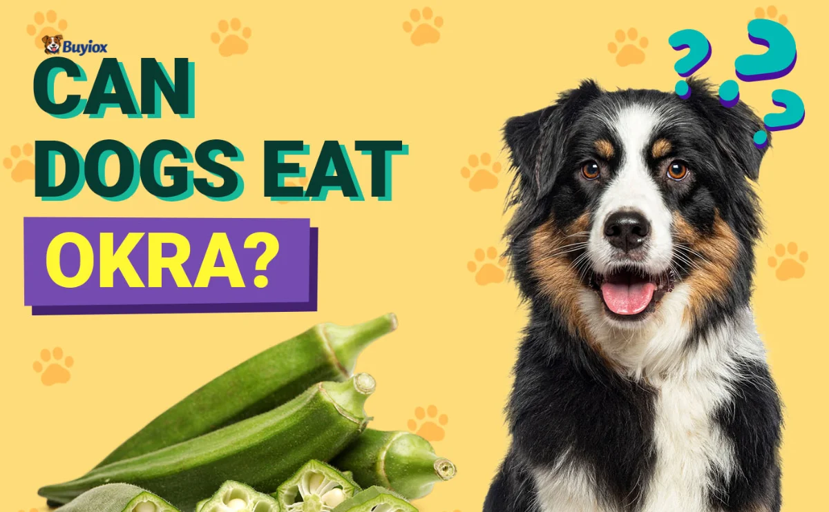 Small dog looking at sliced plain okra pieces on a plate with no seasoning