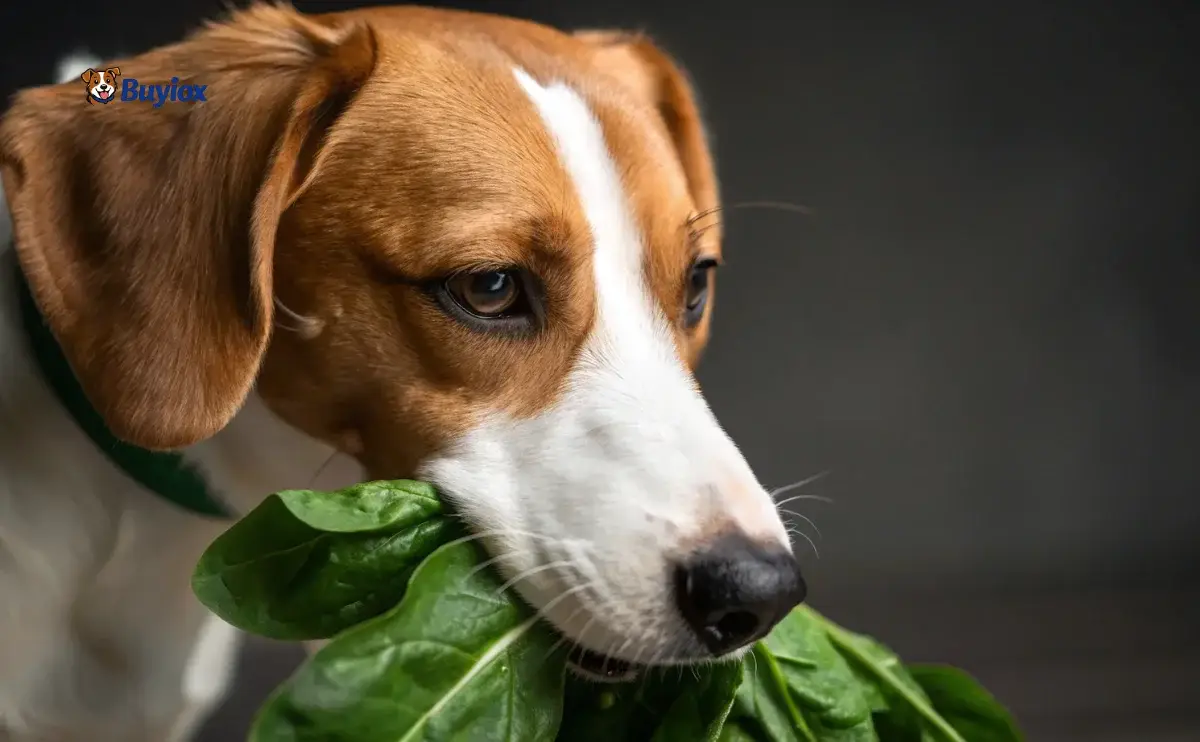 Bowl of fresh spinach leaves next to a curious dog in a bright kitchen.