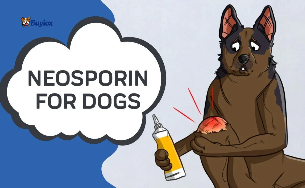 Owner gently cleaning a small scrape on a dog’s leg before applying first aid