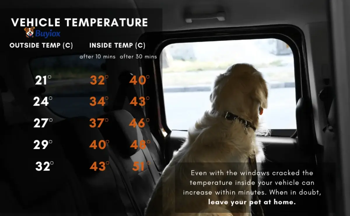 Dog resting calmly in the back seat with airflow during a warm day car ride.