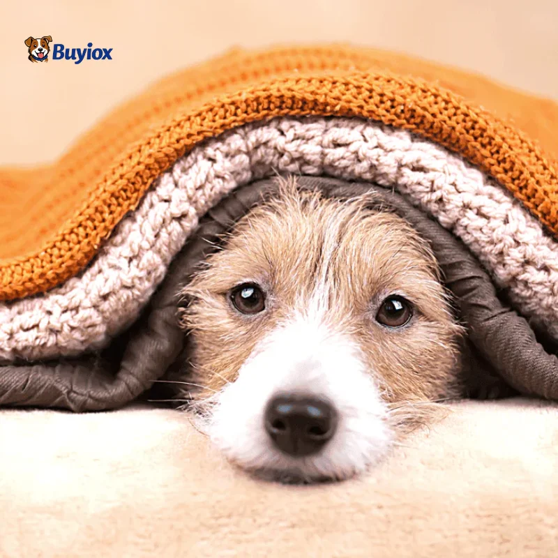 Dog hair stuck on a blanket on a bed before cleaning.