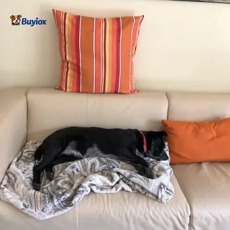 Black t-shirt covered with dog hair before cleaning.