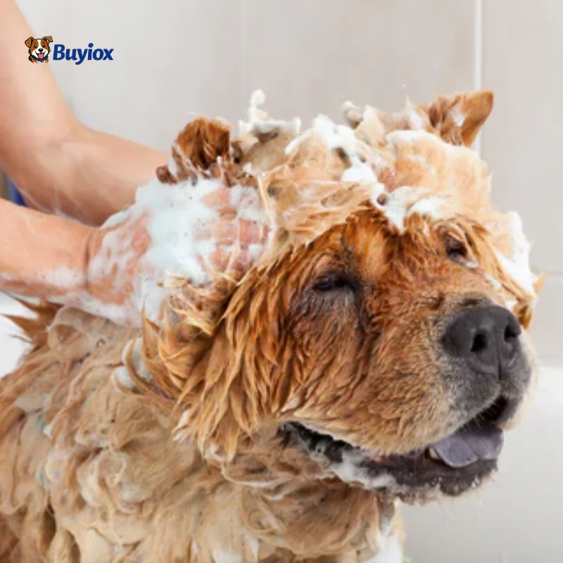 Owner towel-drying a freshly bathed dog at home to prevent wet-dog smell.