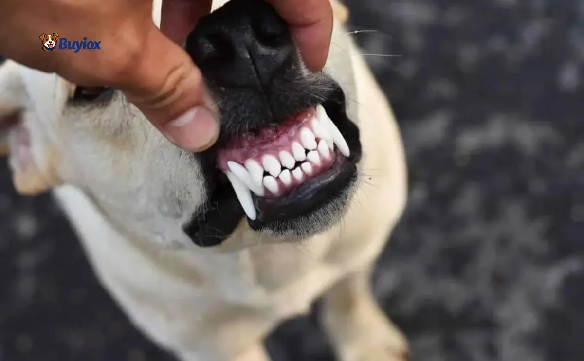 Close-up of a dog’s mouth showing clean teeth and gums.