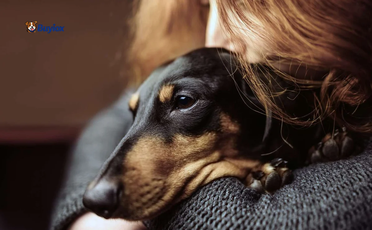 Pet memorial setup with a dog photo, candle, and urn-style container on a table