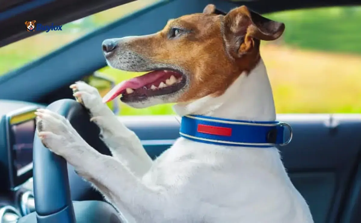 Person removing dog hair from a car seat using a rubber pet hair tool.