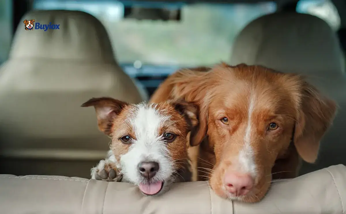 Person cleaning a car seat and floor mat area to remove dog odor.