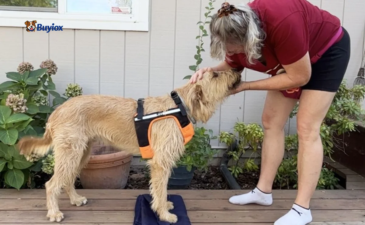 Owner gently placing a dog harness on a calm dog while adjusting the straps for a proper fit