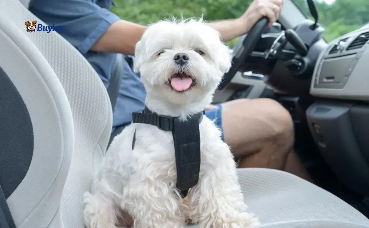 Dog wearing a harness secured with a seat belt tether in the back seat.