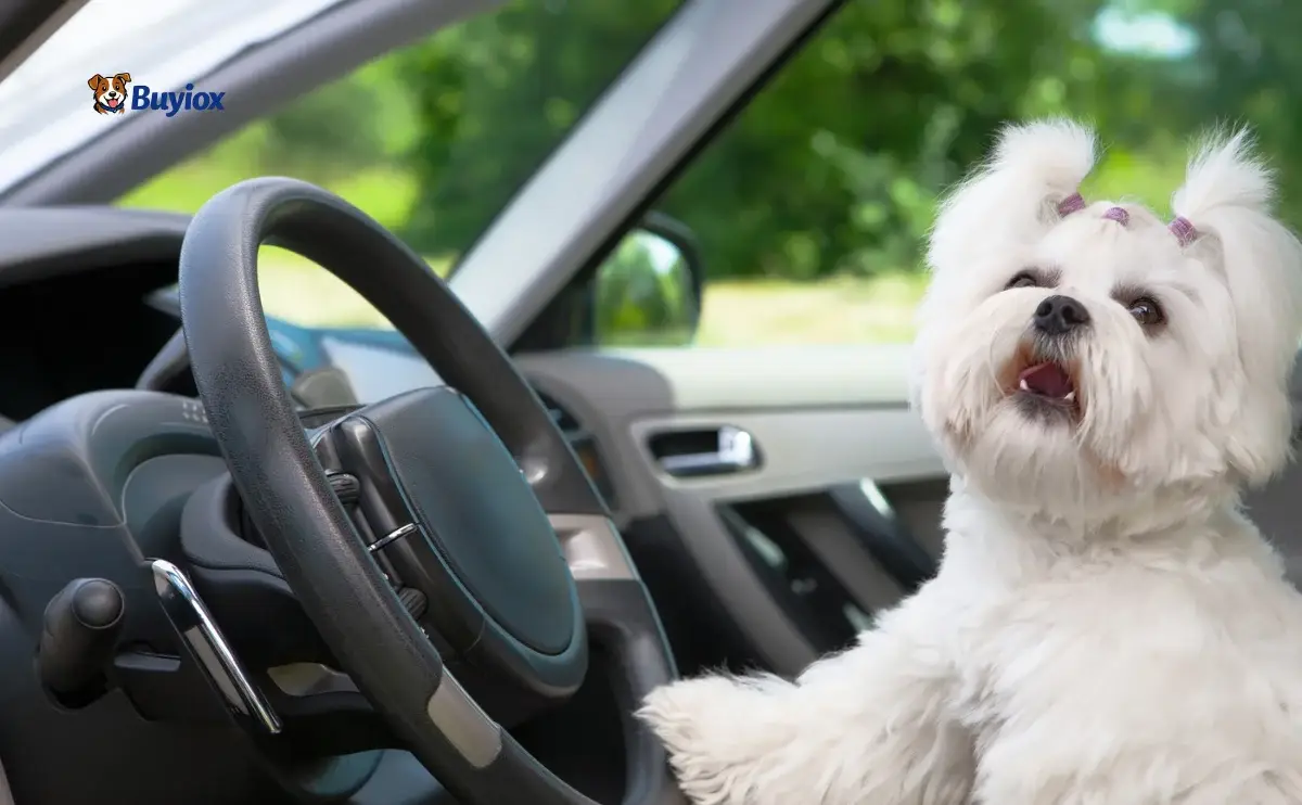 Calm dog sitting in the back seat on a dog car hammock seat cover.