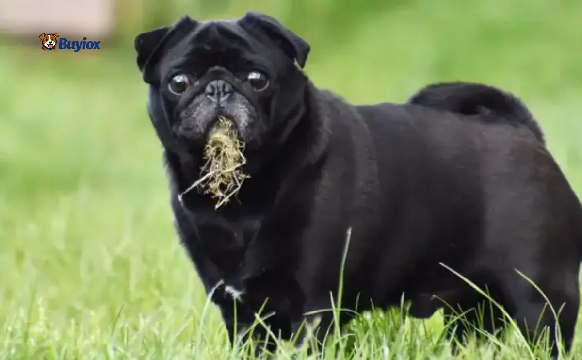 Dog nibbling grass during a walk in a park.