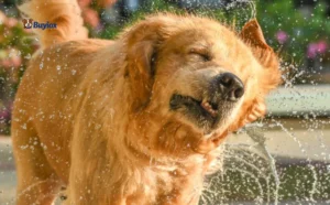 Dog tilting and shaking his head while the owner gently checks the outside of the ear