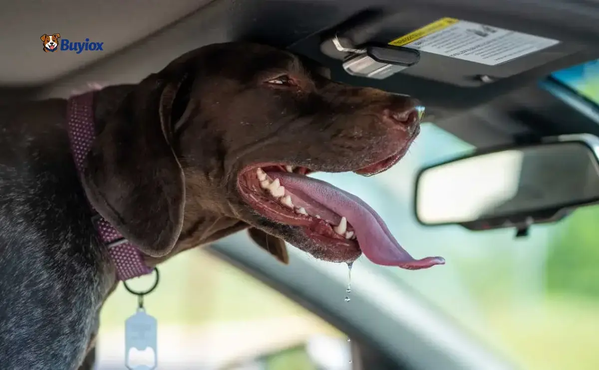 Dog resting in the back seat while panting lightly during a car ride.