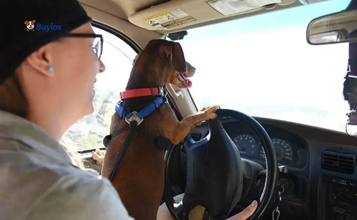 Nervous dog sitting in the back seat during a car ride.