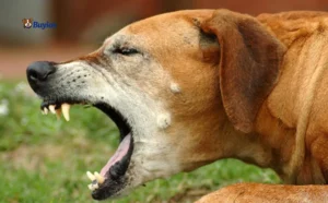 Dog sitting indoors while the owner watches closely for coughing and breathing changes