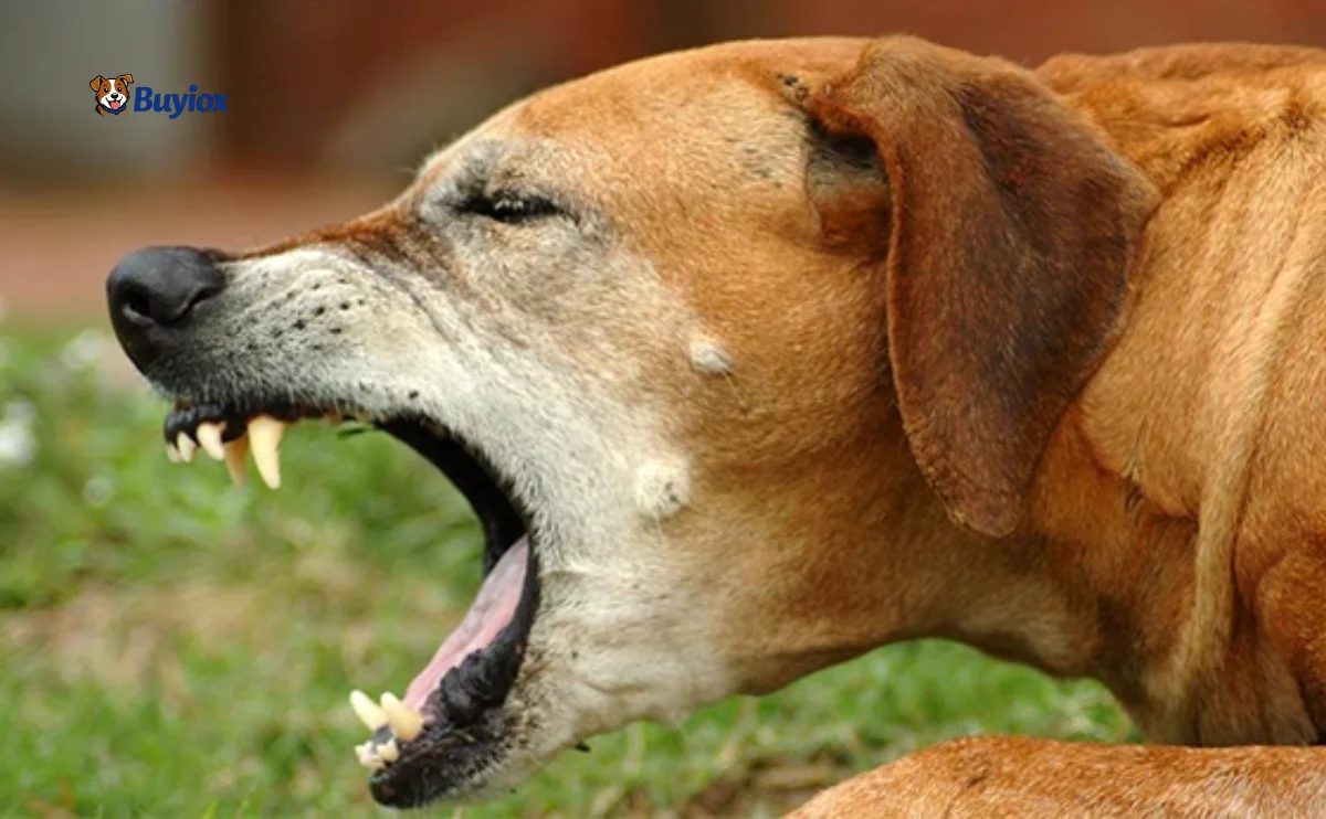 Dog sitting indoors while the owner watches closely for coughing and breathing changes