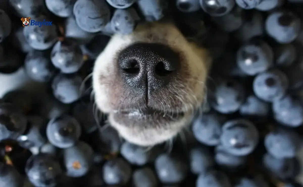 Fresh blueberries in a bowl next to a dog looking curious.