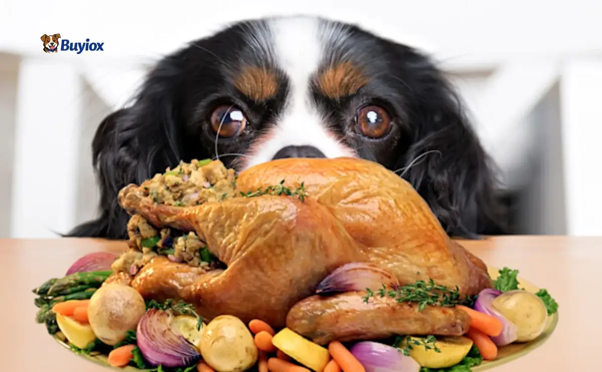 Small plate of plain cooked turkey pieces next to a dog looking curious.