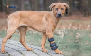Dog holding one front leg slightly up while the owner checks the paw for injury