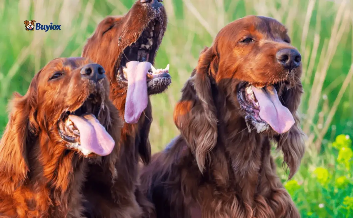 Dog lying indoors while panting with tongue out, looking warm or stressed.