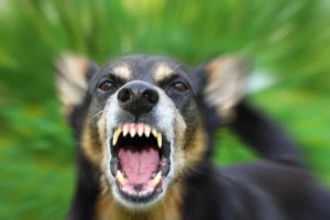 Rabies in Dogs: An Important Guide for Dog Owners