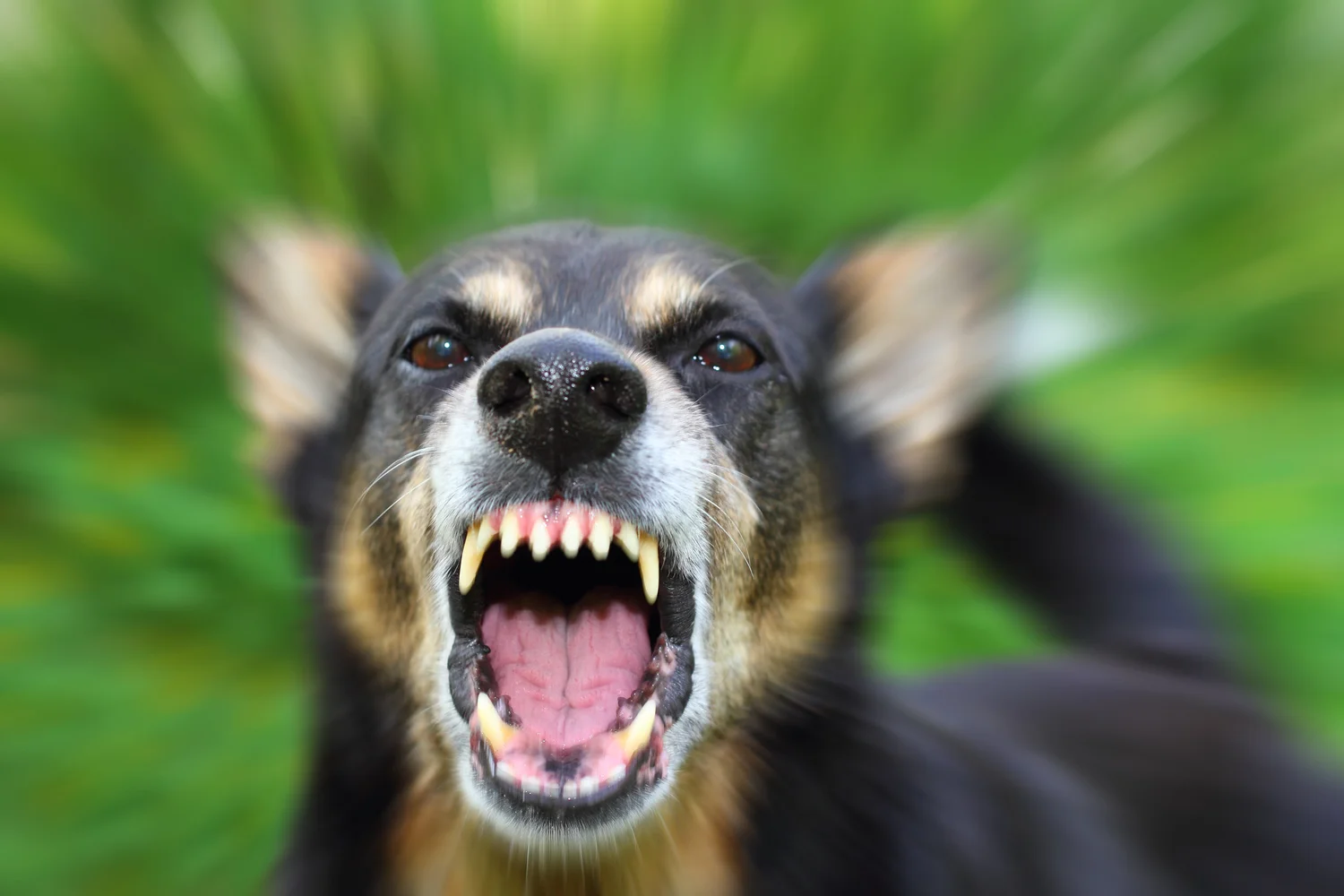 rabies symptoms in dogs