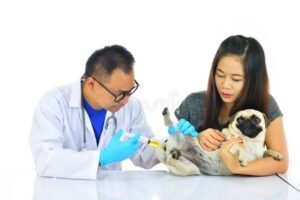 Rabies Clinic in USA | Where to Get Emergency Treatment & Vaccines