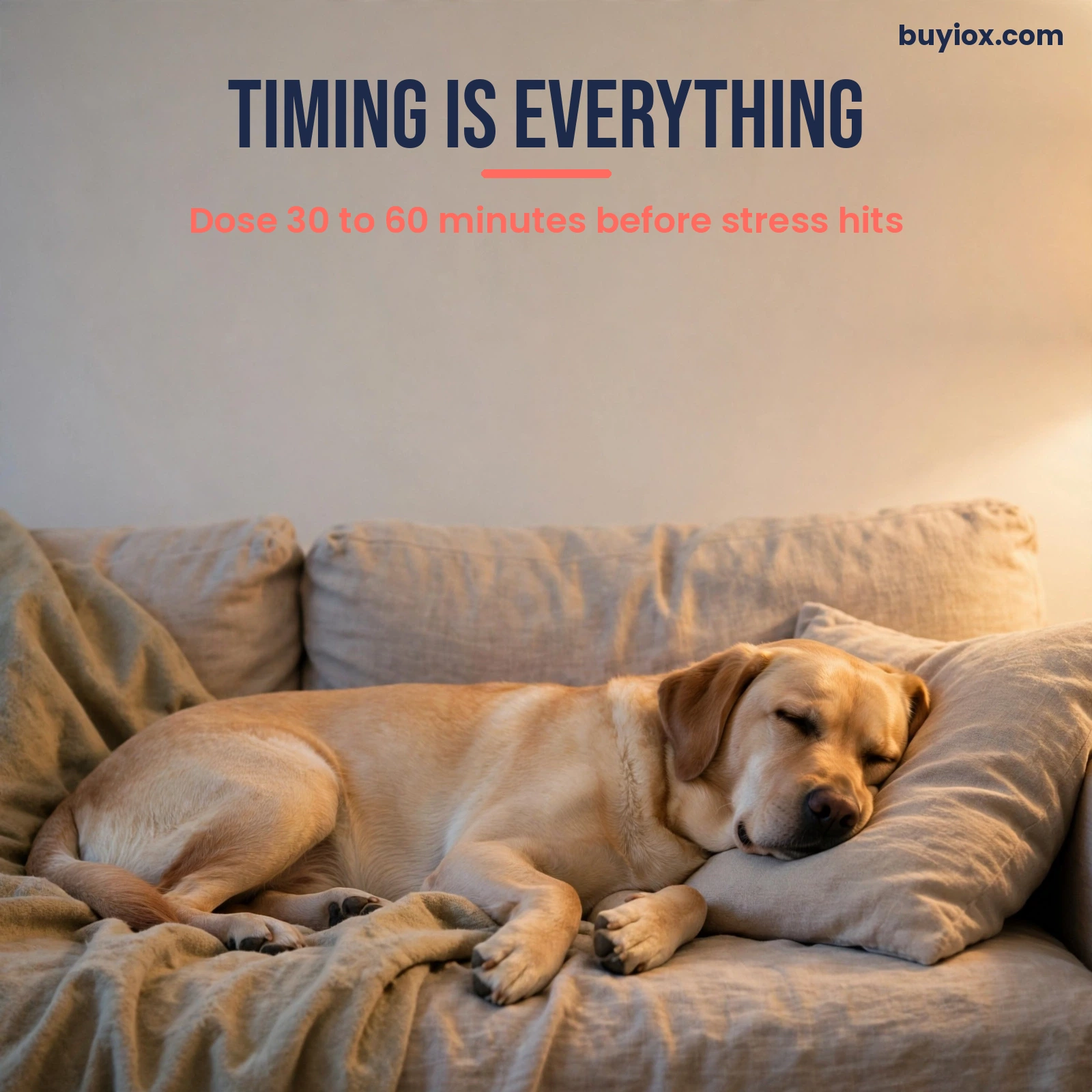 Dog relaxing at home during a thunderstorm