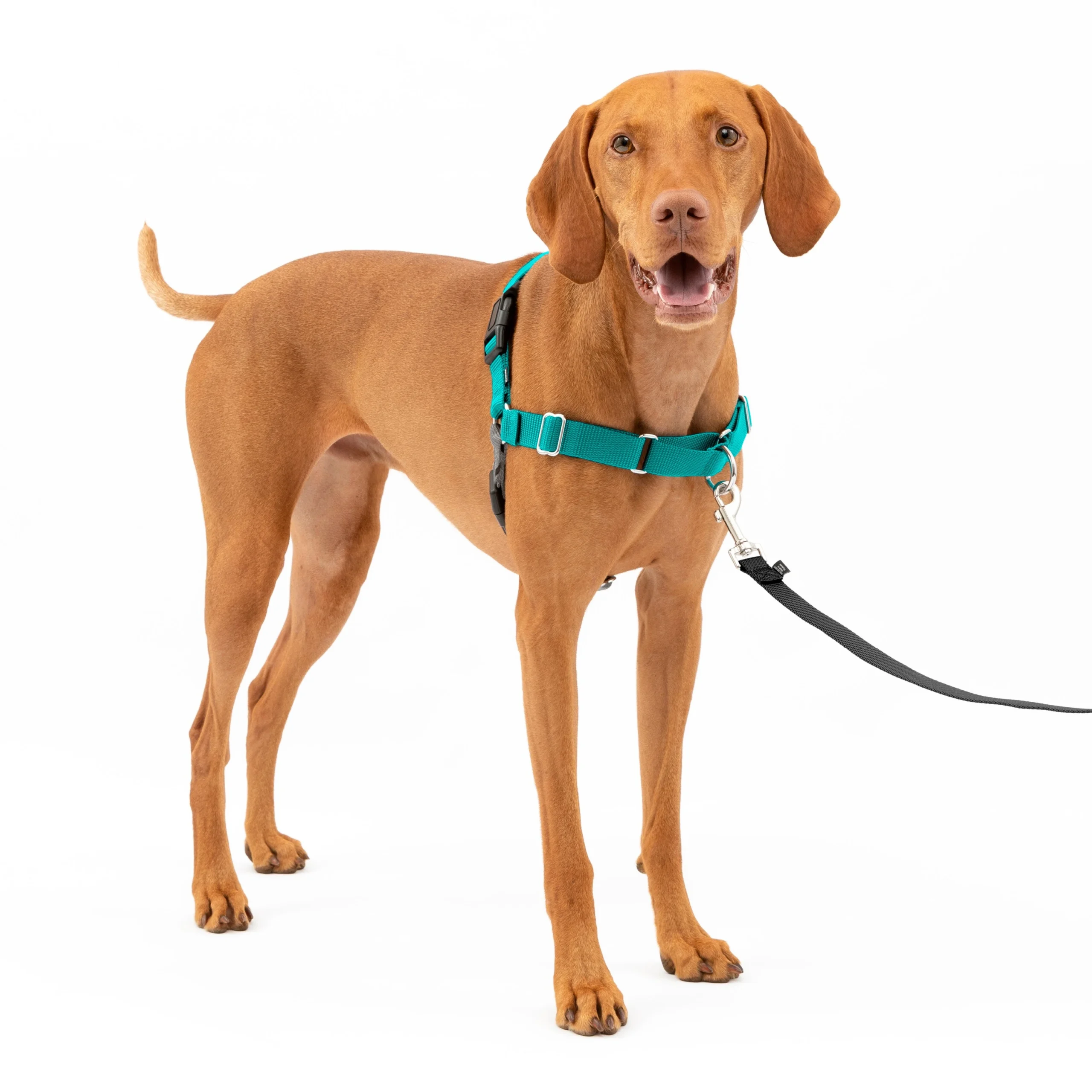 PetSafe Easy Walk Harness in teal worn by a dog with leash clipped at the chest