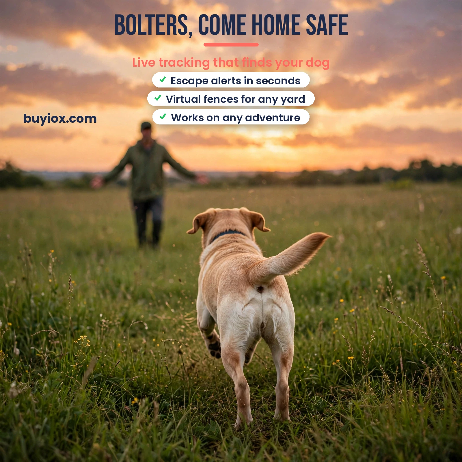 Dog running back to owner at sunset - GPS tracker peace of mind for escape artists