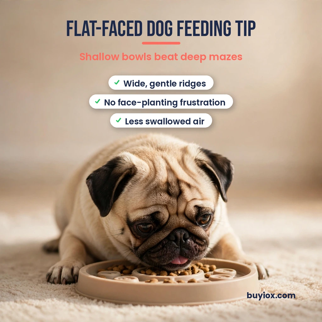 Pug eating from a shallow slow feeder bowl